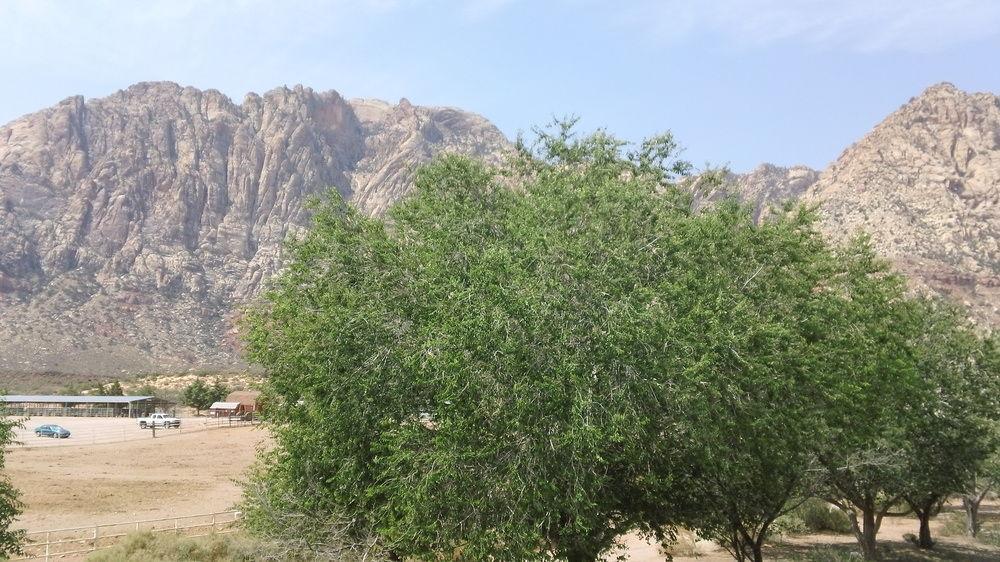 Bonnie Springs Ranch Motel Blue Diamond Luaran gambar