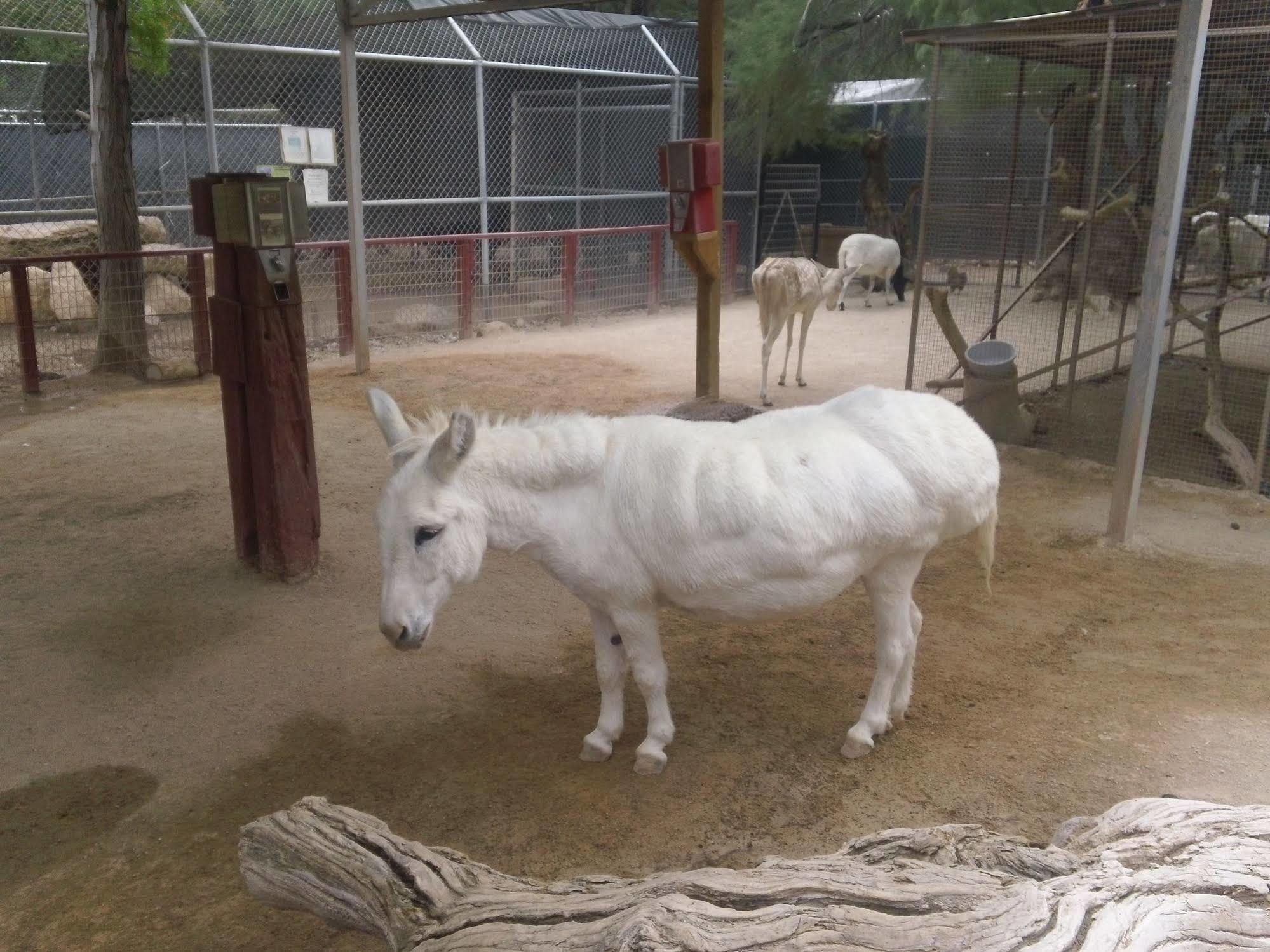 Bonnie Springs Ranch Motel Blue Diamond Luaran gambar